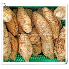 Manufacturer Natural Pueraria Thomsonii Extract Powder